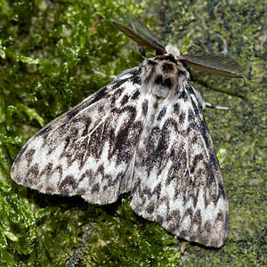 Lymantria monacha (Erebidae)  - Nonne - Black Arches Nord [France] 06/08/2016 - 50m