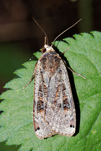 Noctua pronuba (Noctuidae)  - Hibou - Large Yellow Underwing Pas-de-Calais [France] 27/08/2016 - 80m