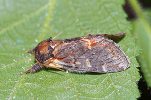 Notodonta dromedarius (Notodontidae)  - Chameau - Iron Prominent Pas-de-Calais [France] 27/08/2016 - 80m