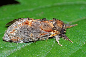 Notodonta dromedarius (Notodontidae)  - Chameau - Iron Prominent Pas-de-Calais [France] 27/08/2016 - 80m