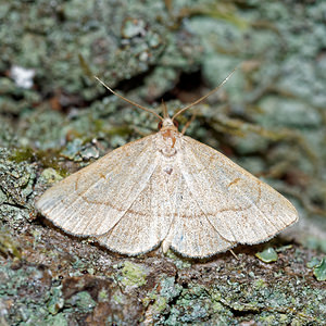 Paracolax tristalis (Erebidae)  - Herminie dérivée - Clay Fan-foot Aisne [France] 13/08/2016 - 90m