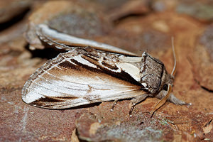 Pheosia gnoma (Notodontidae)  - Bombyx Dictéoide, Faïence - Lesser Swallow Prominent Aisne [France] 13/08/2016 - 90m