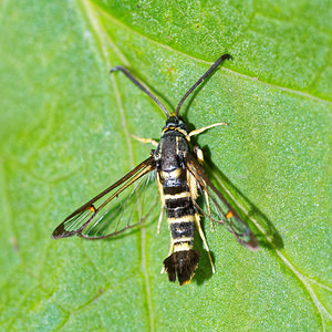 Synanthedon vespiformis (Sesiidae)  - Sésie vespiforme - Yellow-legged Clearwing Pas-de-Calais [France] 27/08/2016 - 80m