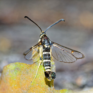 Synanthedon vespiformis (Sesiidae)  - Sésie vespiforme - Yellow-legged Clearwing Pas-de-Calais [France] 27/08/2016 - 80m