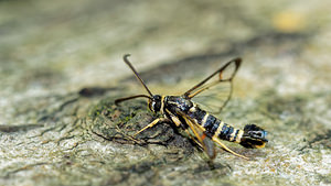 Synanthedon vespiformis (Sesiidae)  - Sésie vespiforme - Yellow-legged Clearwing Pas-de-Calais [France] 27/08/2016 - 80m