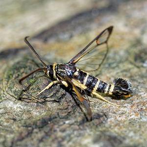 Synanthedon vespiformis (Sesiidae)  - Sésie vespiforme - Yellow-legged Clearwing Pas-de-Calais [France] 27/08/2016 - 80m