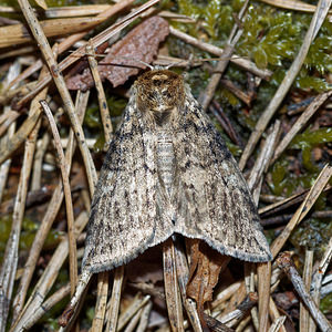 Tethea or (Drepanidae)  - Or, Double-Bande brune - Poplar Lutestring Marne [France] 15/08/2016 - 250m