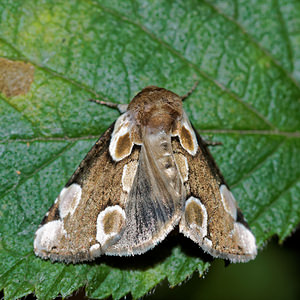 Thyatira batis (Drepanidae)  - Batis - Peach Blossom Pas-de-Calais [France] 27/08/2016 - 80m