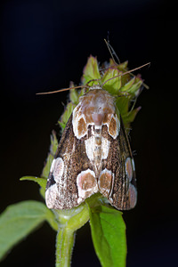 Thyatira batis (Drepanidae)  - Batis - Peach Blossom Pas-de-Calais [France] 29/08/2016 - 60m