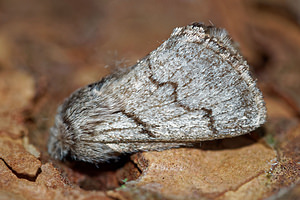 Trichiura crataegi (Lasiocampidae)  - Bombyx de l'Aubépine - Pale Eggar Aisne [France] 13/08/2016 - 90m