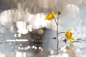 Utricularia neglecta (Lentibulariaceae)  - Utriculaire australe, Utriculaire citrine, Utriculaire élevée, Grande utriculaire, Utriculaire négligée - BladderwortUtricularia tenuicaulis x Utricularia vulgaris. Marne [France] 15/08/2016 - 250m