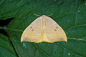 Watsonalla binaria (Drepanidae)  - Hameçon, Binaire - Oak Hook-tip Pas-de-Calais [France] 27/08/2016 - 80m