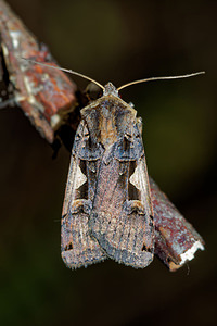 Xestia c-nigrum (Noctuidae)  - C-noir - Setaceous Hebrew Character Pas-de-Calais [France] 27/08/2016 - 90m