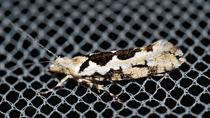 Ypsolopha sequella (Ypsolophidae)  Pas-de-Calais [France] 27/08/2016 - 80m