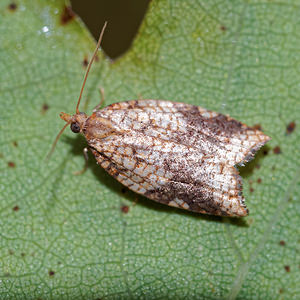 Acleris rhombana (Tortricidae)  - Rhomboid Tortrix Philippeville [Belgique] 03/09/2016 - 220m