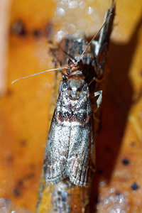 Acrobasis advenella (Pyralidae)  - Phycide de l'aubepine Philippeville [Belgique] 03/09/2016 - 220m