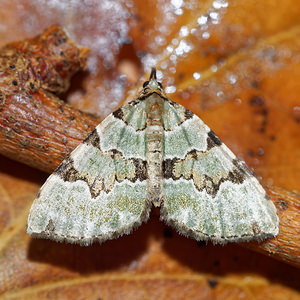 Colostygia pectinataria (Geometridae)  - Cidarie verdâtre - Green Carpet Philippeville [Belgique] 03/09/2016 - 220m