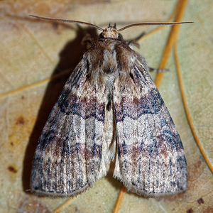 Cymatophorina diluta (Drepanidae)  - Cymatophore délayée,  Diluée Philippeville [Belgique] 03/09/2016 - 220m