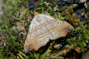 Laspeyria flexula (Erebidae)  - Crochet - Beautiful Hook-tip Philippeville [Belgique] 03/09/2016 - 220m