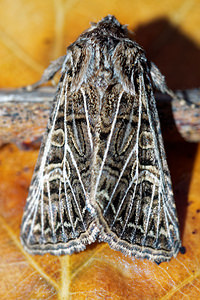 Tholera decimalis (Noctuidae)  - Nasse - Feathered Gothic Philippeville [Belgique] 03/09/2016 - 220m