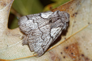 Trichiura crataegi (Lasiocampidae)  - Bombyx de l'Aubépine - Pale Eggar Philippeville [Belgique] 03/09/2016 - 220m