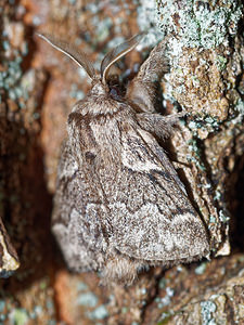 Trichiura crataegi (Lasiocampidae)  - Bombyx de l'Aubépine - Pale Eggar Philippeville [Belgique] 03/09/2016 - 220m