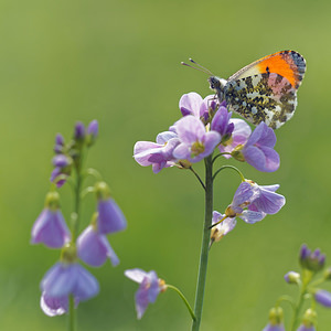 Anthocharis cardamines (Pieridae)  - Aurore - Orange-tip Marne [France] 16/04/2017 - 230m