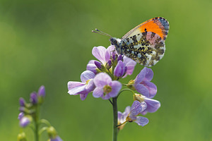 Anthocharis cardamines Aurore Orange-tip