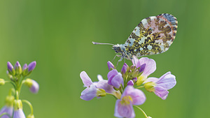 Anthocharis cardamines (Pieridae)  - Aurore - Orange-tip Marne [France] 16/04/2017 - 230m