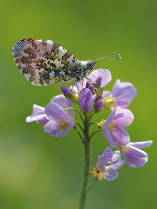 Anthocharis cardamines (Pieridae)  - Aurore - Orange-tip Marne [France] 16/04/2017 - 230m