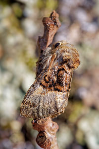 Colocasia coryli (Noctuidae)  - Noctuelle du Coudrier - Nut-tree Tussock Loiret [France] 18/04/2017 - 150m