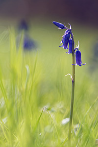 Hyacinthoides non-scripta (Asparagaceae)  - Jacinthe des bois - Bluebell Marne [France] 16/04/2017 - 230m