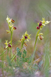 Ophrys araneola sensu auct. plur. (Orchidaceae)  - Ophrys litigieux Aisne [France] 15/04/2017 - 170m