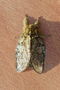 Peridea anceps (Notodontidae)  - Timide - Great Prominent Loiret [France] 18/04/2017 - 150m