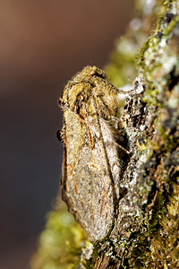 Peridea anceps (Notodontidae)  - Timide - Great Prominent Loiret [France] 18/04/2017 - 150m