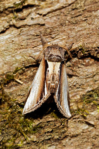 Pheosia gnoma (Notodontidae)  - Bombyx Dictéoide, Faïence - Lesser Swallow Prominent Loiret [France] 18/04/2017 - 150m