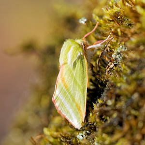 Pseudoips prasinanus Halias du Hêtre