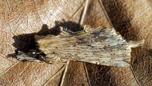 Pterostoma palpina (Notodontidae)  - Museau - Pale Prominent Loiret [France] 18/04/2017 - 150m