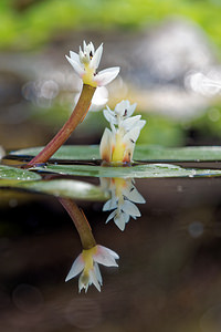 Aponogeton distachyos Aponogéton à deux épis Cape-pondweed