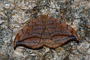 Drepana curvatula (Drepanidae)  - Incurvé - Dusky Hook-tip Nord [France] 24/05/2017 - 50m