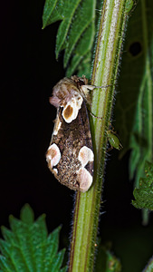 Thyatira batis (Drepanidae)  - Batis - Peach Blossom Nord [France] 24/05/2017 - 50m