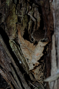 Troglodytes troglodytes Troglodyte mignon Winter Wren