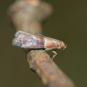 Acrobasis repandana (Pyralidae)  - Phycide répandue Philippeville [Belgique] 25/06/2017 - 220m