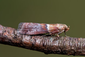 Acrobasis repandana (Pyralidae)  - Phycide répandue Philippeville [Belgique] 25/06/2017 - 220m