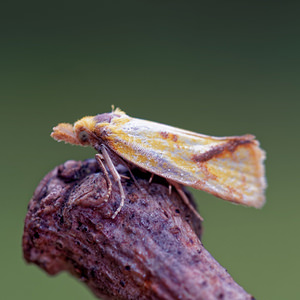 Agapeta hamana (Tortricidae)  Philippeville [Belgique] 25/06/2017 - 220m