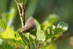 Aphantopus hyperantus (Nymphalidae)  - Tristan - Ringlet Doubs [France] 28/06/2017 - 750m