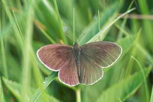 Aphantopus hyperantus (Nymphalidae)  - Tristan - Ringlet Doubs [France] 28/06/2017 - 750m