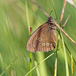 Aphantopus hyperantus (Nymphalidae)  - Tristan - Ringlet Doubs [France] 28/06/2017 - 750m