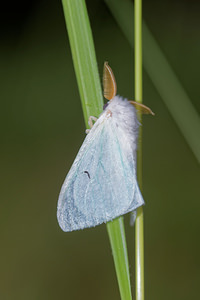 Arctornis l-nigrum (Erebidae)  - L-noir - Black V Moth Philippeville [Belgique] 25/06/2017 - 220m