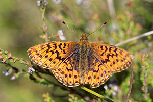 Boloria aquilonaris (Nymphalidae)  - Nacré de la Canneberge Jura [France] 30/06/2017 - 870m